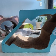 러시안블루 고양이 호두의 일상/장난감 사망시키기