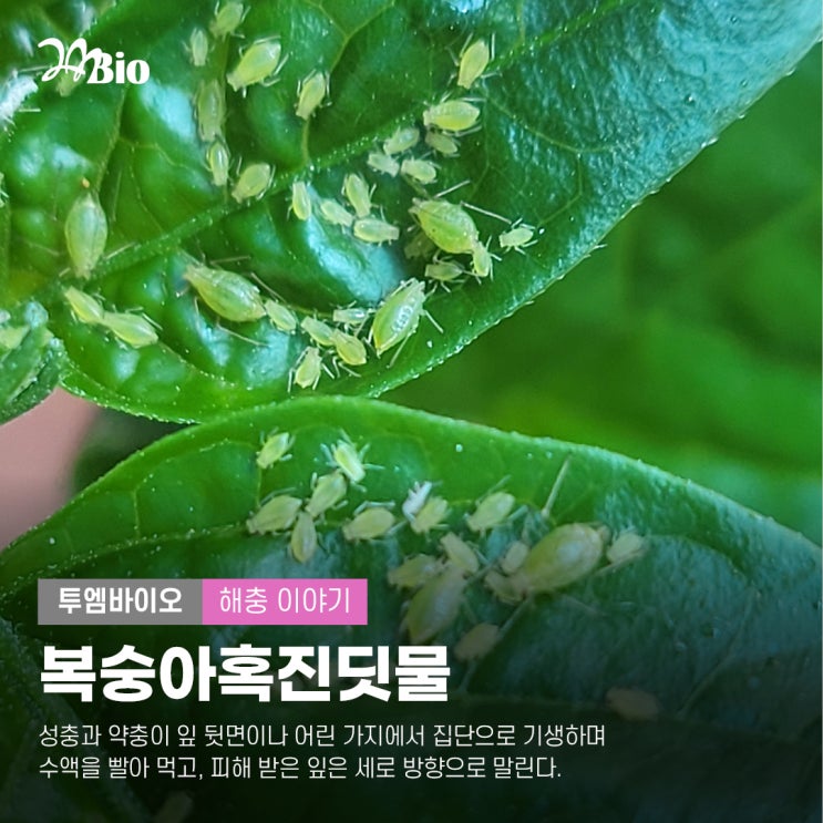 알아두면 득이 되는 해충 이야기 : 복숭아혹진딧물 편 : 네이버 블로그