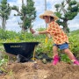 경북 상주 아이와 가볼만한 곳 ‘스테이지 파머스룸’ 고구마 캐기, 샤인머스켓케이크, 농장 동물먹이주기 가을 체험