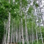 순백의 비경 - 영양 자작나무숲