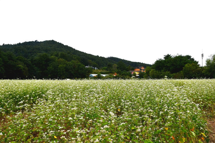 봉평은 지금 메밀꽃 필무렵 (이효석 문학관)