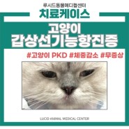 고양이 갑상선기능항진증과 고양이 PKD의 진단과 치료, 고덕 동물병원