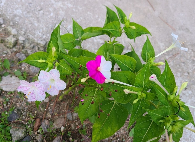 네이버 검색 건강짱세상이야기 뜨다 : 네이버 블로그
