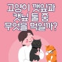 고양이 깻잎과 캣닢 둘중 무엇을 먹을 수 있을까요