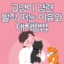 고양이 경련 발작 떠는 이유와 대처방법