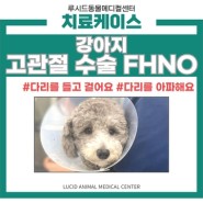 강아지 고관절 수술 FHNO (1), 방배동 동물병원