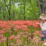 가을여행~가볼만한 곳 "함양 상림공원" 나무숲사이 온통 붉은빛 꽃무릇