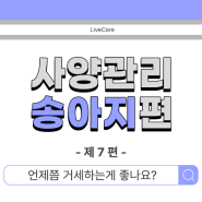 [사양관리 송아지편] - 제7편: 언제쯤 거세하는게 좋나요?