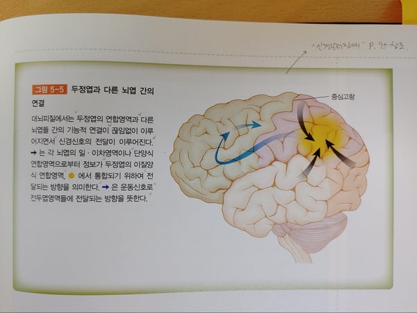 기능별 대뇌피질의 영역 구분 : 네이버 블로그