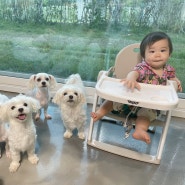 【천안여행】 ‘프렌즈애견빌리지‘ 아기랑 강아지랑 애견동반여행