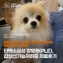 아홉 살 포메라니안 강아지 땡이의 단백소실성 장병증(PLE)과 갑상선기능저하증 치료후기_잠실동물병원, 잠실ON동물의료센터