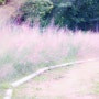 올림픽공원 들꽃마루, 핑크뮬리 위치 가는법부터 주차요금 까지 총정리
