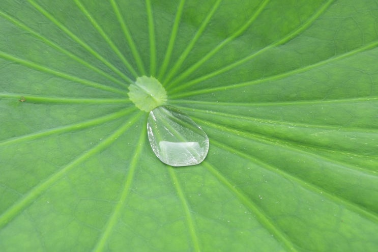 잎이 물방울에 젖지 않는 연잎 효과 (lotus effect) : 네이버 블로그