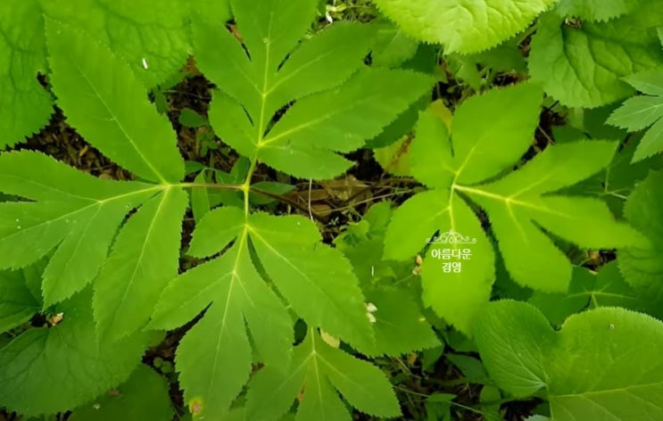 당귀 씨앗 채취시기,파종시기 : 네이버 블로그