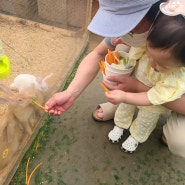 평택 초록미소마을 아기 동물 먹이주기 체험하기