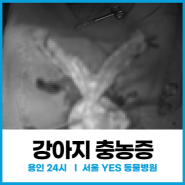[외과] 노령견 강아지 자궁축농증 수술 동물병원 (24시 분당 동물병원)