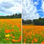 대구 가을여행 이월드 할로윈 부터 인생꽃사진관