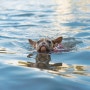 강아지는 모두 수영을 잘할까? 개헤엄의 비밀!