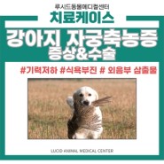 강아지 자궁축농증 증상과 수술, 구의 동물병원