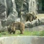 서울대공원 동물원 곰사의 가을이야기