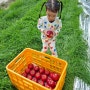 오롯이애플팜 아기농부와 함께 아리수 사과 수확