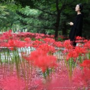 꽃무릇 붉은빛에 가을이 물들어갑니다. 분당 중앙공원