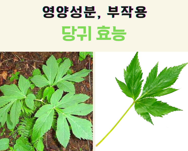 당귀 효능 및 부작용 : 네이버 블로그