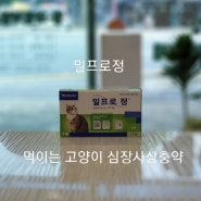 먹이는 고양이 심장사상충약 밀프로정 MILPRO® 동물약국 청주동물약국 늘봄동물약국