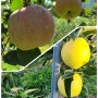 10월 중순쯔음 수확할 노란사과 황금사과와 11월초에 수확할 부사 햇빛가리는 도장성가지와 잎따주기 하고 있습니다