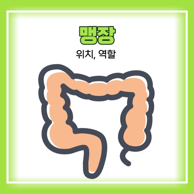 남자 여자 맹장 위치 역할 정리 : 네이버 블로그