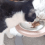 고양이도 잘 먹는 육포 간식, 쫄깃쫄깃 반건조 닭 안심 오리 안심 알리아미(강아지 겸용)