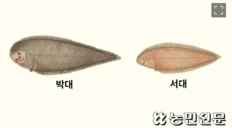 박대 서대 차이 : 네이버 블로그