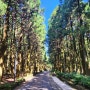 [절물자연휴양림]아이들과 산책하기 좋은 절물자연휴양림 다녀왔어요!