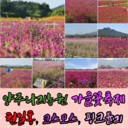 양주나리공원(농원) 가을 꽃축제 천일홍 코스모스 핑크뮬리 댑싸리 개화 상황