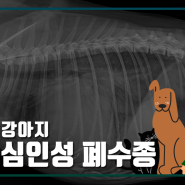 강아지 기침 증상으로 내원한 8살 포메 후기(강아지 심장병 강아지 심장초음파)