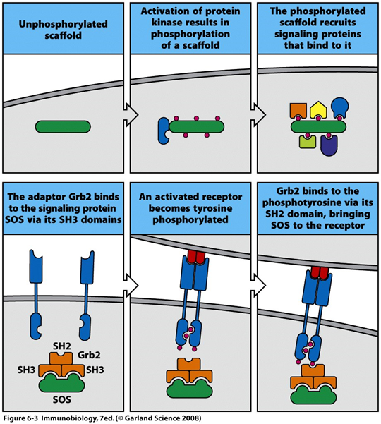 T cell receptor signaling pathway : 네이버 블로그