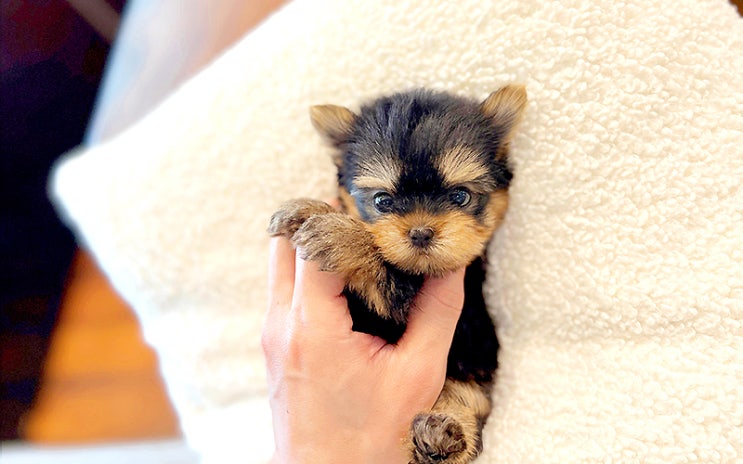 포항강아지분양 부족함 없는 댕댕이 만나기 : 네이버 블로그