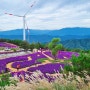 거창 감악산 풍력단지(아스타 국화 개화 상황 22.9.25)