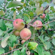 [뉴욕일상]롱아일랜드 애플 피킹 그리고, 가을 정취 느끼기(feat: Lewin Farms Apple Picking)