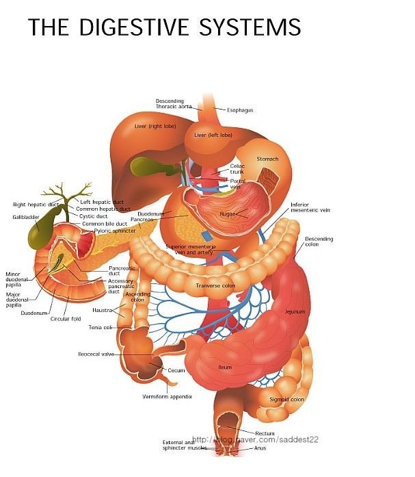 소화기계의학용어 : Stomach cancer (AGC, EGC) : 네이버 블로그