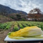 유기농기사가 재배한 햇터마을 기능성 프리미엄 괴산절임배추 재배과정
