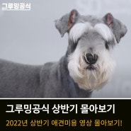 [바비온] 2022년 상반기 애견미용 동영상 몰아보기