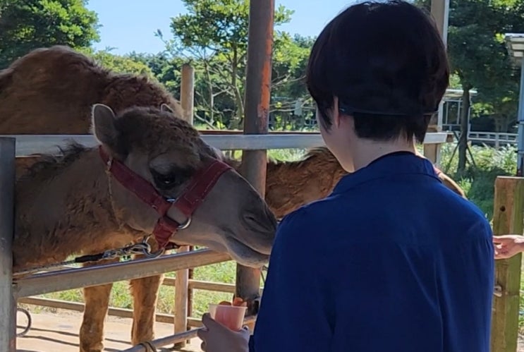 제주도 이색체험 제주 표선 아이와 가볼만한곳 제주 낙타트래킹