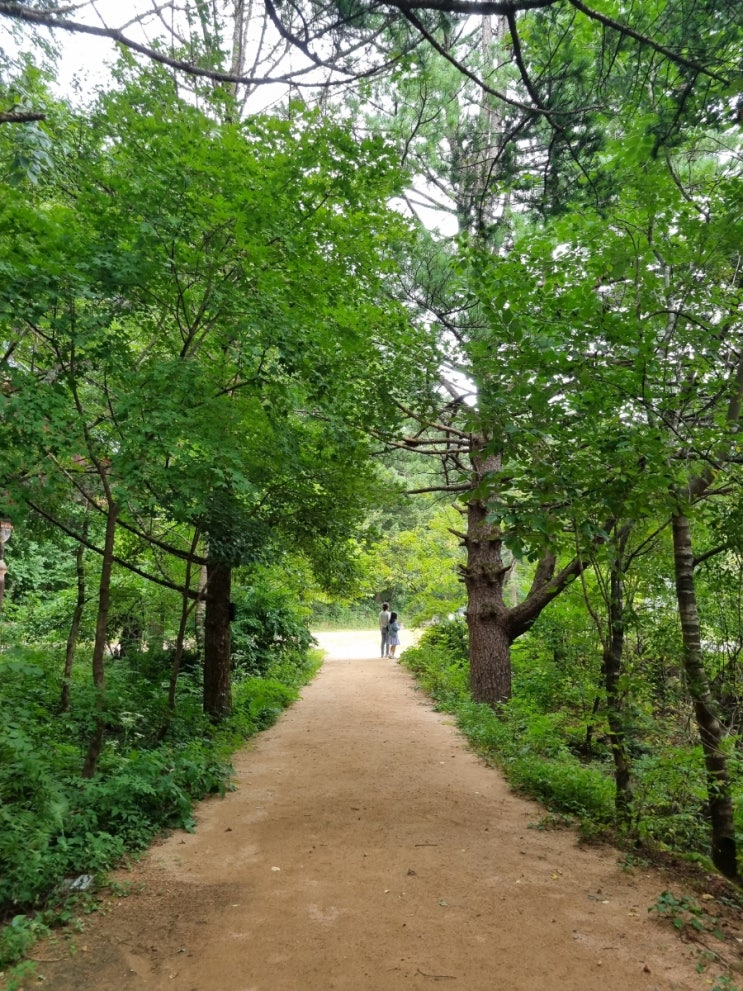 [아이랑 평창여행] 오대산 월정사 전나무숲길 - 숲길을 걸어요