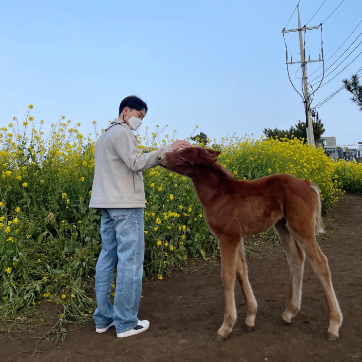 [제주도] 광치기해변 따라 승마... 실외데이트 '졸띠유채밭...