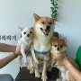 청주 미평동 단독 강아지 운동장 에브리댕댕
