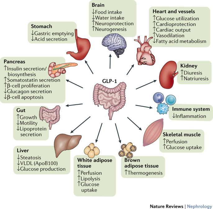how much is glp 1 in philippines GLP-1 vs Dieting in the Philippines | Weight Loss Guide