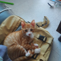 이상하게 가방을 좋아하는 고양이 시루.