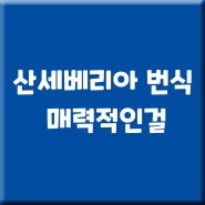 산세베리아 번식 매력적인걸