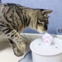 고양이 세라믹 정수기 씨리얼펫 젤리냥수기 내돈내산 후기